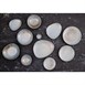 Olympia Ember Blauwe Dipschaaltjes 78mm (Pak Van 8)